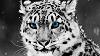 SnowTiger