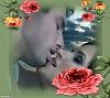 _Aylin_