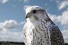 Halcon_Blanc0