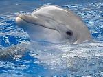 midelfin47