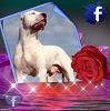 DAVID_AMOR_MA