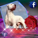 DAVID_AMOR_MAMI_