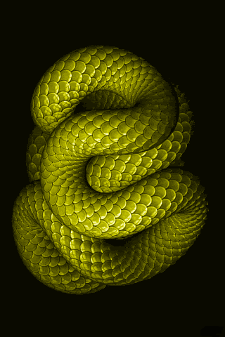 KnightSnake