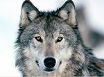 Millos7