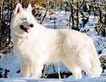 Jon_IceWolf