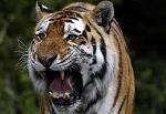 tigre1982