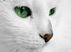NINDO_GATITO