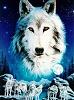 Xx_SHE_WOLF_x