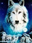 Xx_SHE_WOLF_xX