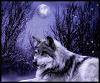 SHE_WOLF