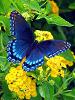 mariposa77