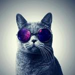 x_andres_cat_x