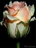 PrInC_RoXana