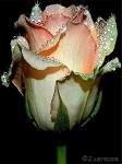 PrInC_RoXana