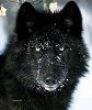 ReY_LOBO_NeGr