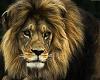 Lions59