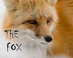 TheFox77