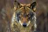 IbericanWolf