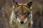 IbericanWolf