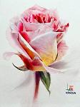 zoee_DREAM
