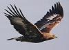 _Aguila_