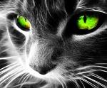 Gisel
