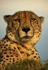 YaNKO_GUEPARD