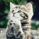 SiD_ANTARES