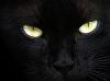 _Ocelote_