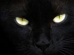 _Ocelote_