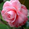 camelia18