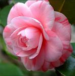 camelia18