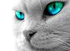 Tiza_G_CrosSF