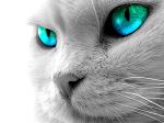 Tiza_G_CrosSFire