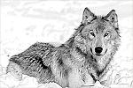 el_lobito
