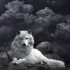 _Saray__
