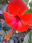 _MARIANIZ_