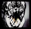 ___AlMais___