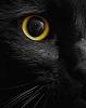 _BLACKCAT_