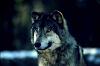 lobo23