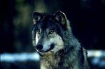 lobo23