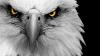 CATXTREM_EAGL