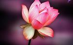 LoLySwEeT