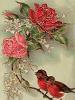 ROSALIE_CULLE