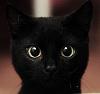 WhiteKat