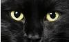 x_sandy_cat_x