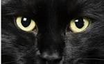 x_sandy_cat_x