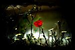 Reginna