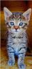 x_sandy_cat_x
