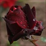 melody_48